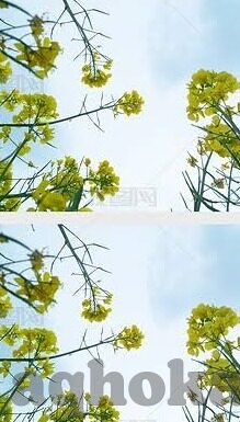 日韩成人段视频-日韩成人段视频，文化、法律与伦理的交汇点